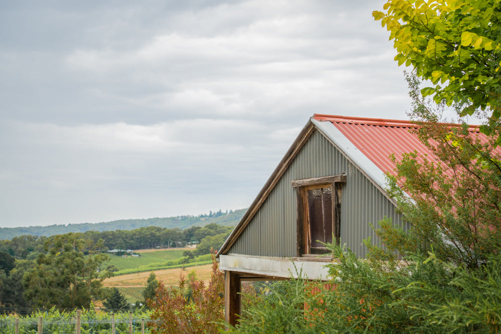 Ashton Hills Vineyard